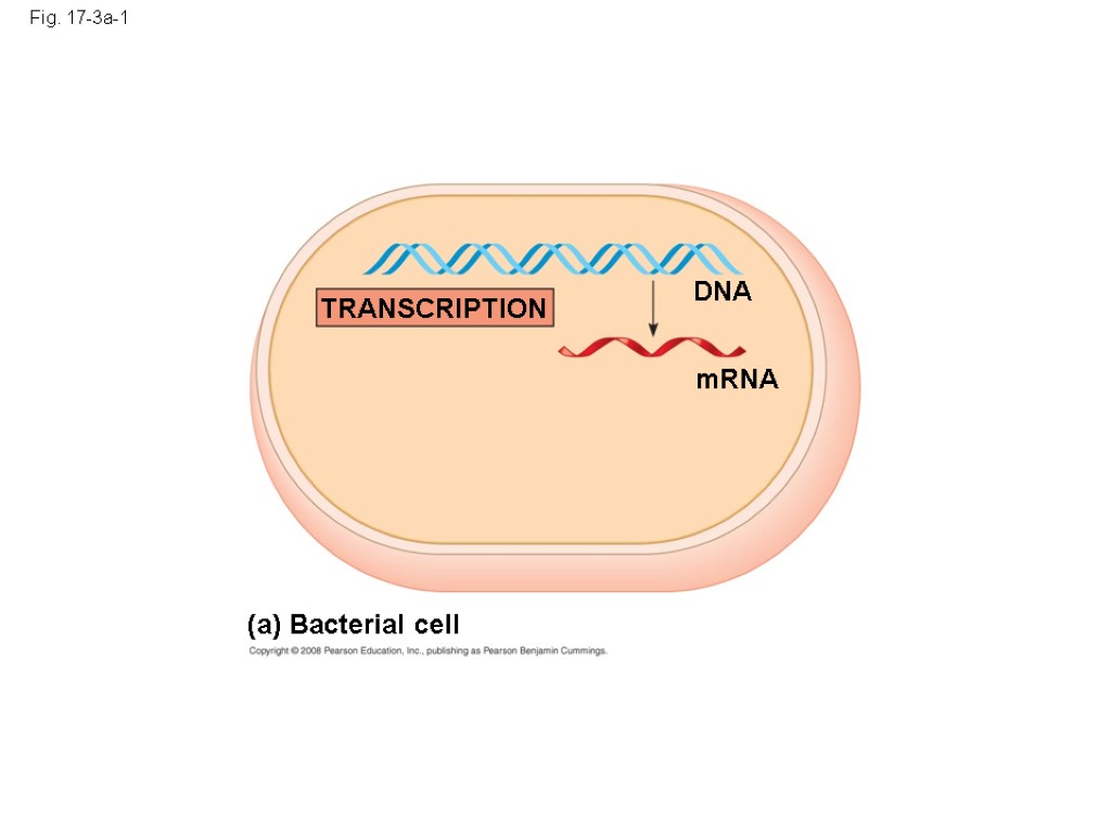 Fig. 17-3a-1 TRANSCRIPTION DNA mRNA (a) Bacterial cell